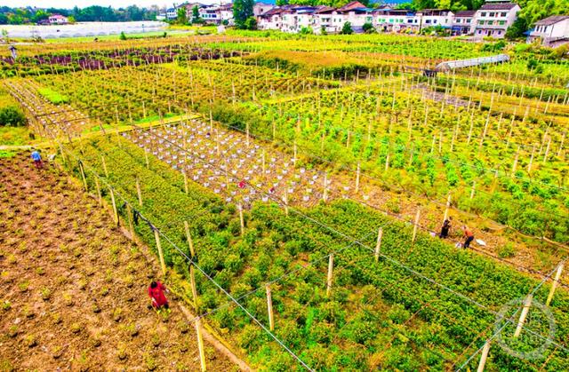 前黄苗圃最新交通新闻，前黄苗圃交通新闻更新